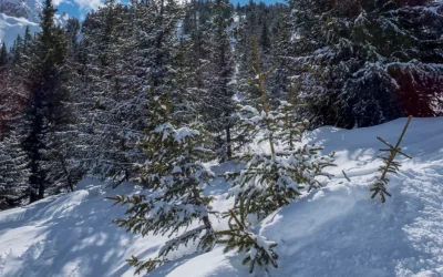 La Tania